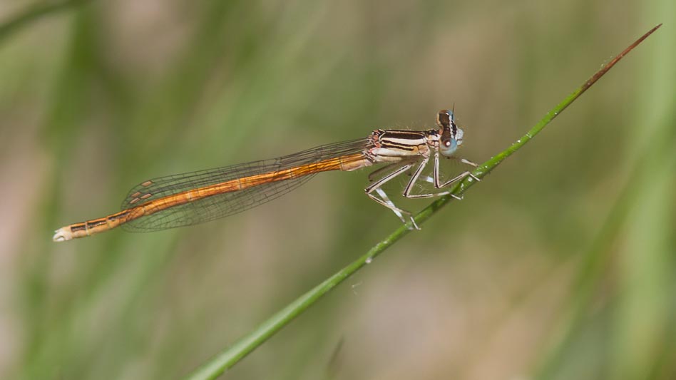 Platycnemis acutipennis (Orange Featherleg) male.jpg